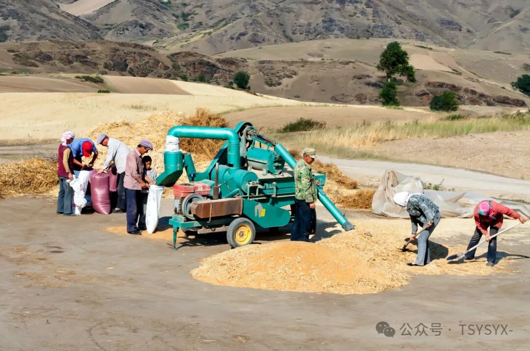 家里种葡萄树好不好有什么讲究吗_葡萄树种家里好不好_葡萄树种家里好吗风水
