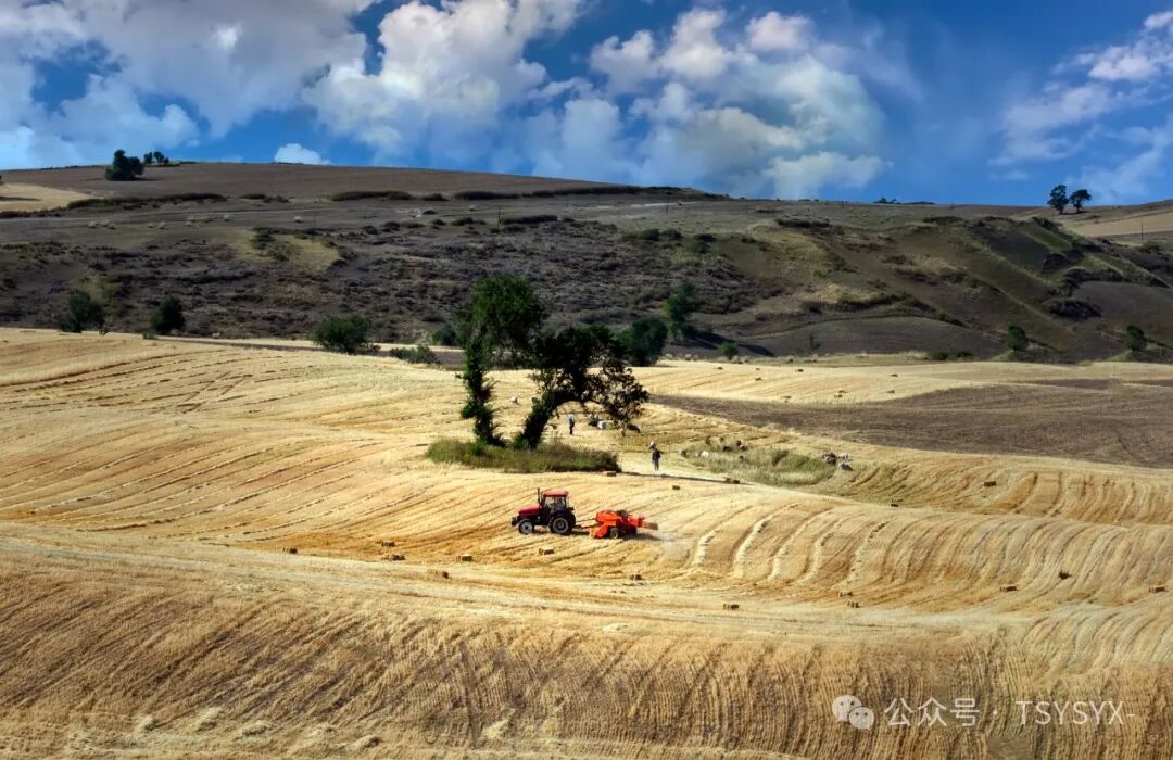 葡萄树种家里好吗风水_葡萄树种家里好不好_家里种葡萄树好不好有什么讲究吗