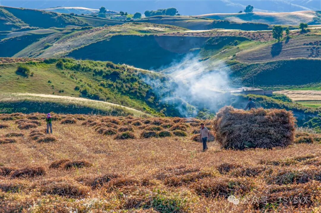 家里种葡萄树好不好有什么讲究吗_葡萄树种家里好吗风水_葡萄树种家里好不好