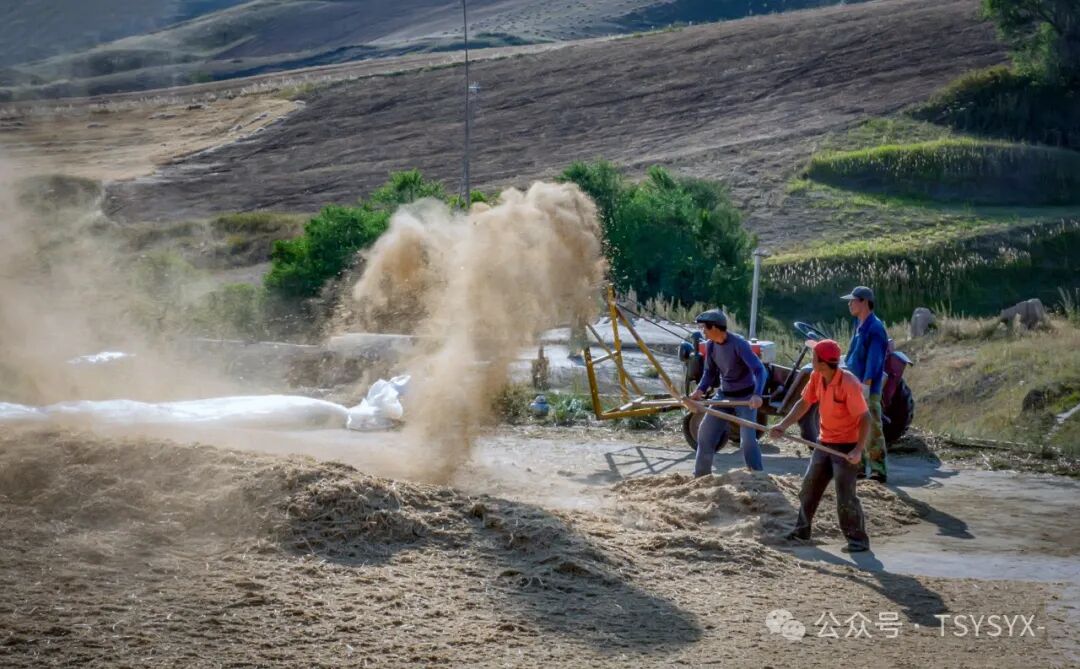 葡萄树种家里好吗风水_家里种葡萄树好不好有什么讲究吗_葡萄树种家里好不好