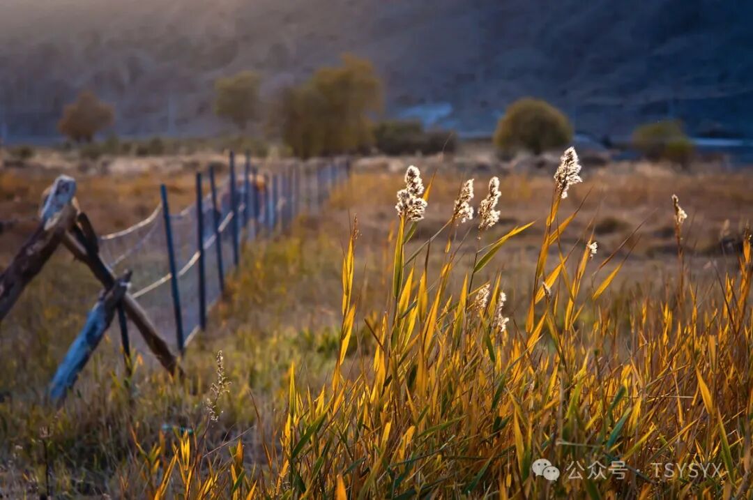 家里种葡萄树好不好有什么讲究吗_葡萄树种家里好不好_葡萄树种家里好吗风水