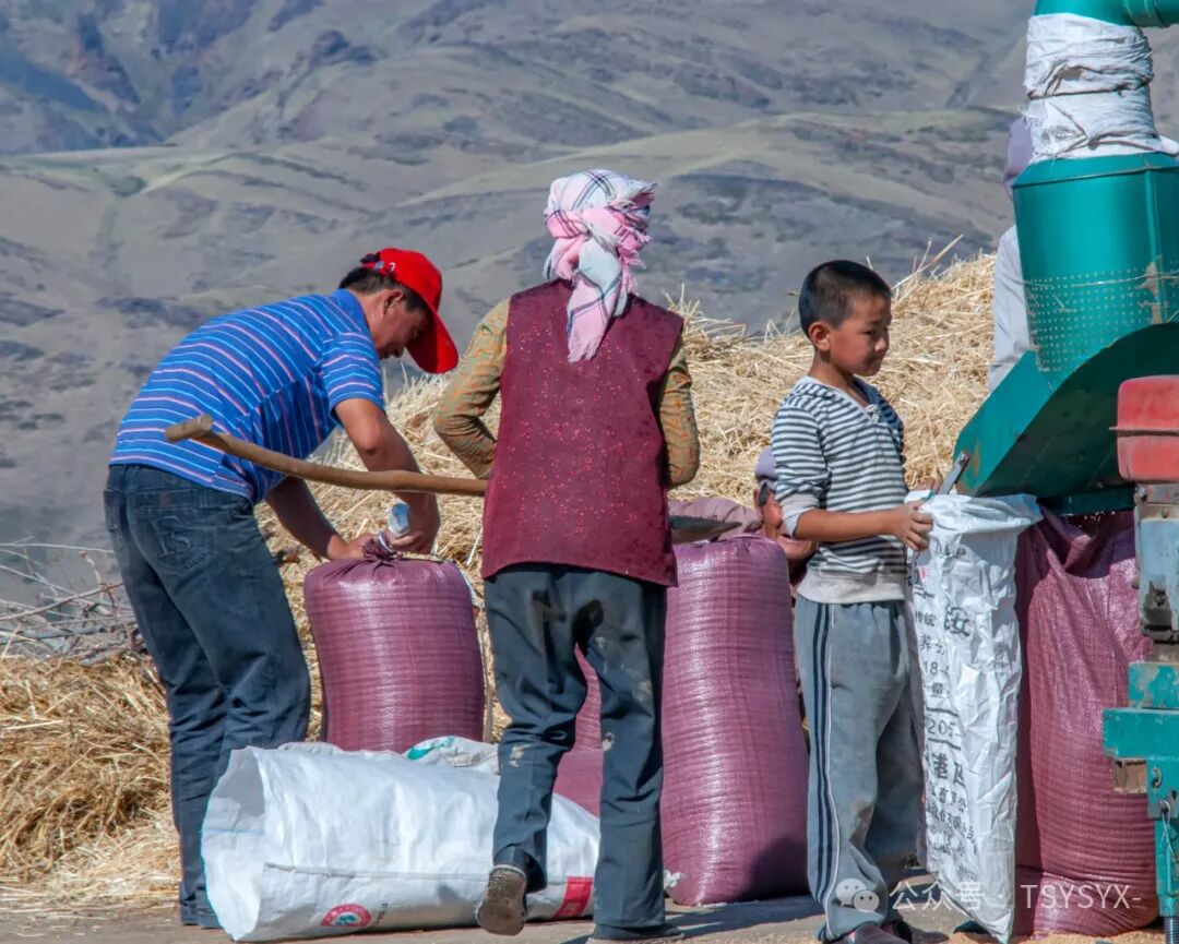 家里种葡萄树好不好有什么讲究吗_葡萄树种家里好不好_葡萄树种家里好吗风水