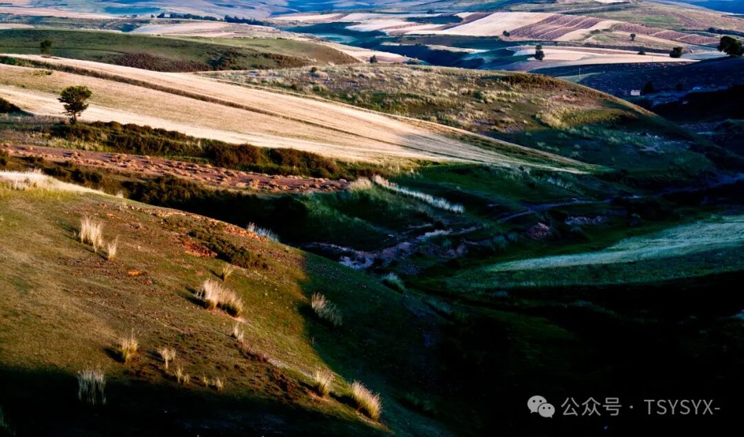 家里种葡萄树好不好有什么讲究吗-影像 | 天山·春夏秋冬-在菜籽沟醒来-（段蓉萍散文集）-1