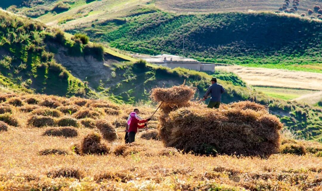 葡萄树种家里好不好_葡萄树种家里好吗风水_家里种葡萄树好不好有什么讲究吗