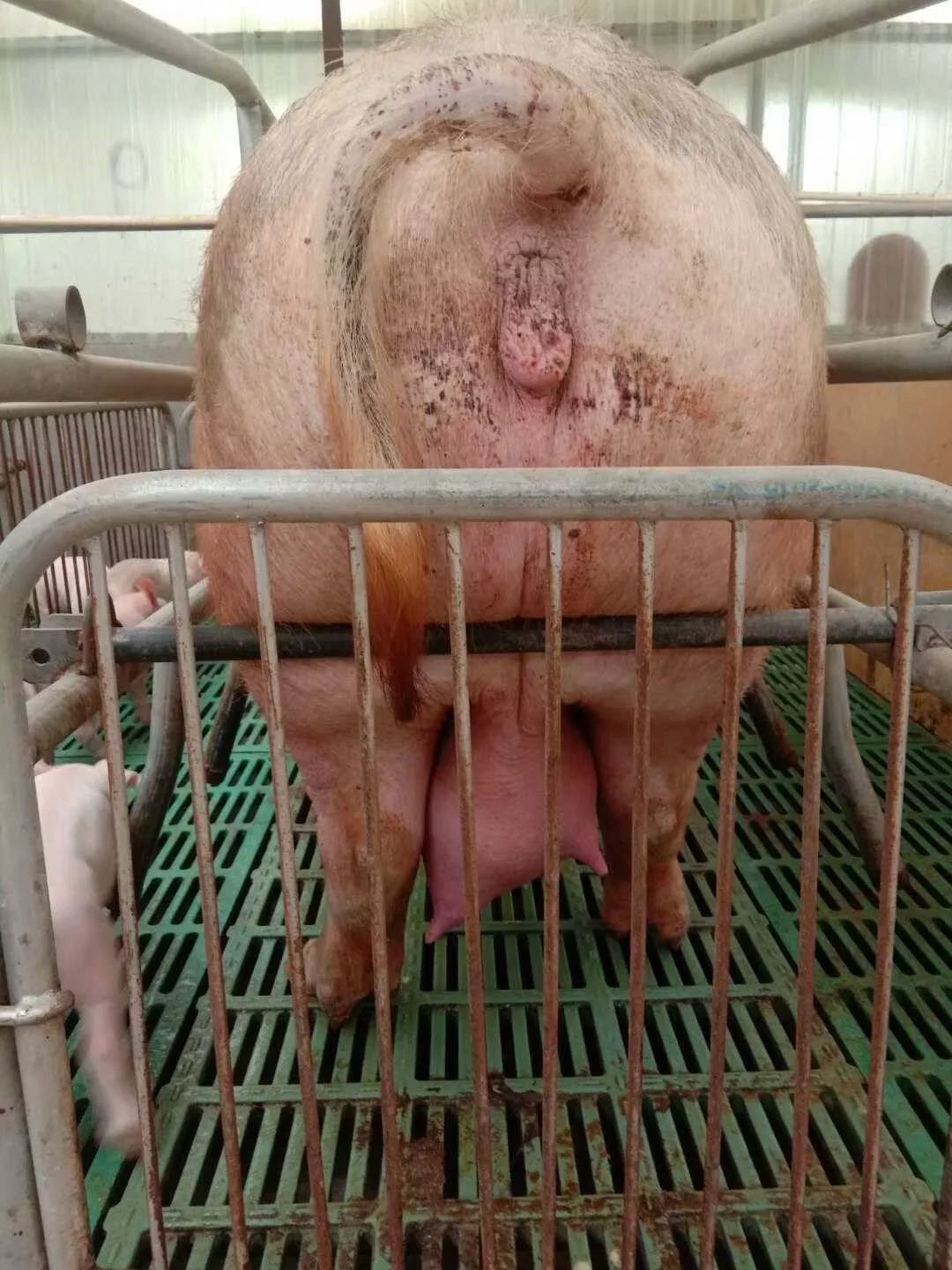 母猪闯三关3.jpg