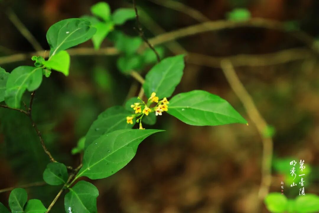 【栖霞山·植物百科】豆腐柴:神仙树叶绿豆腐 | 菜谱问答