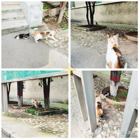 蓝眼或异瞳的金簪插银瓶猫星人 你见过吗 掌上洪阳 微信公众号文章阅读 Wemp