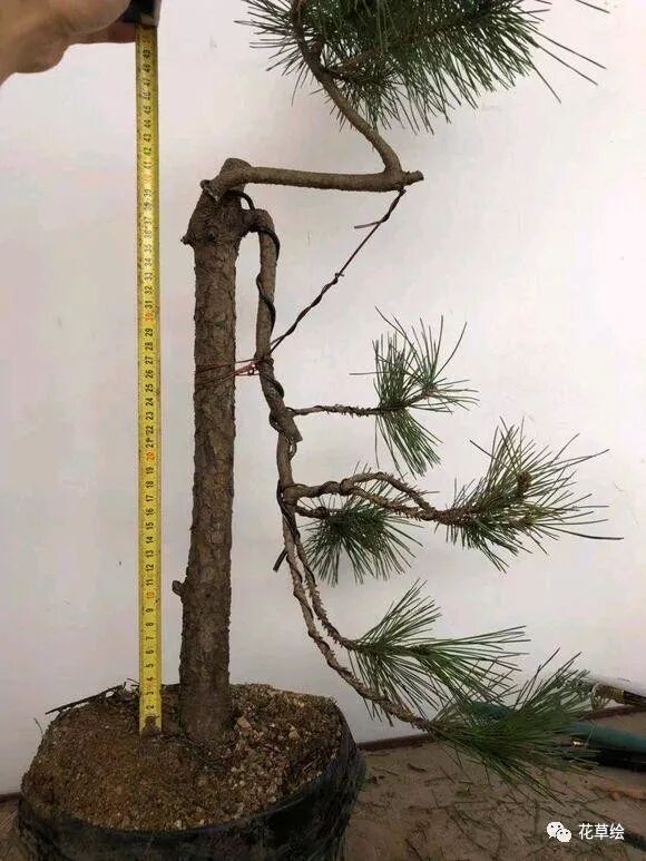 直杆式黑松盆景 截干后整成了文人式大垂枝 这种造型好看吗 花草绘 微信公众号文章阅读 Wemp