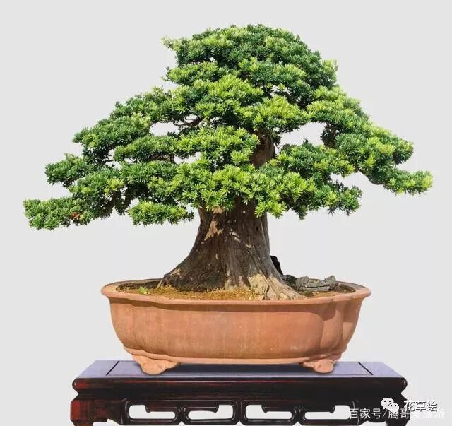 盆栽后树形古雅 蛟龙串云般的罗汉松 栽培和扦插的方法 花草绘 微信公众号文章阅读 Wemp