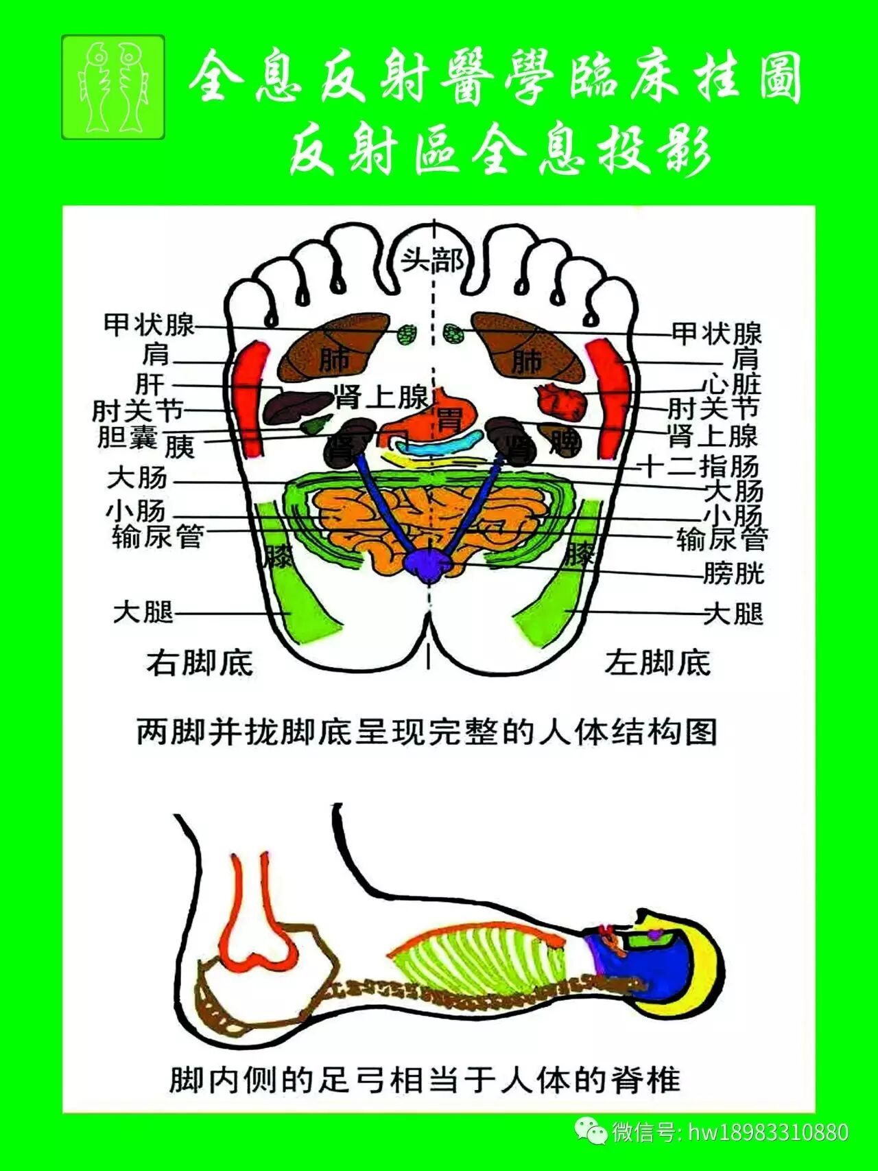 步多健双迹全息养生板,正是依据古代足诊学和现代足全息医学原理