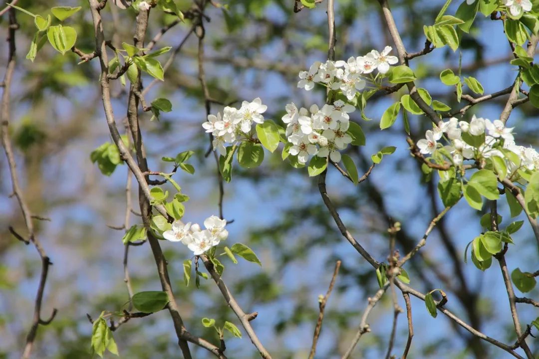 春風駘蕩,梨花盛開,在瑞士尋訪早春的味道