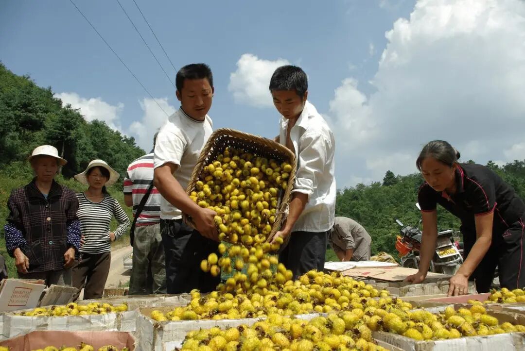 干刺梨泡水喝的功效_湿刺梨和干刺梨泡酒哪个好_刺梨干