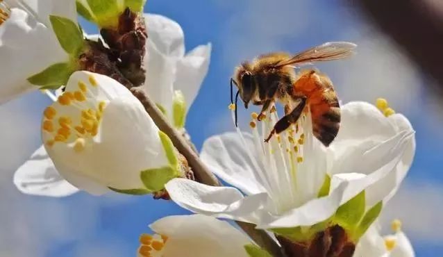 蜜蜂什么花蜜都采 为什么蜂蜜还要分为不同的蜂蜜 真相在这里 蜂部落 微信公众号文章阅读 Wemp