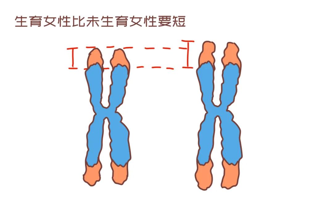 研究證實，女性生娃後細胞加速「老化」11年，抗衰老你做對了嗎？ 親子 第1張