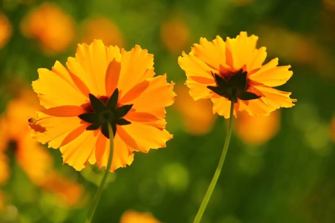 财务报告变化和内部信息环境：来自SFAS142的证据