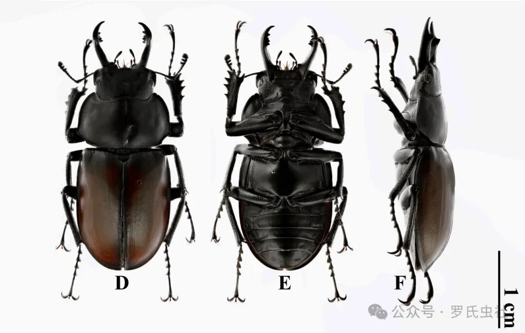 叶茂圆翅锹副模（引用自文献）