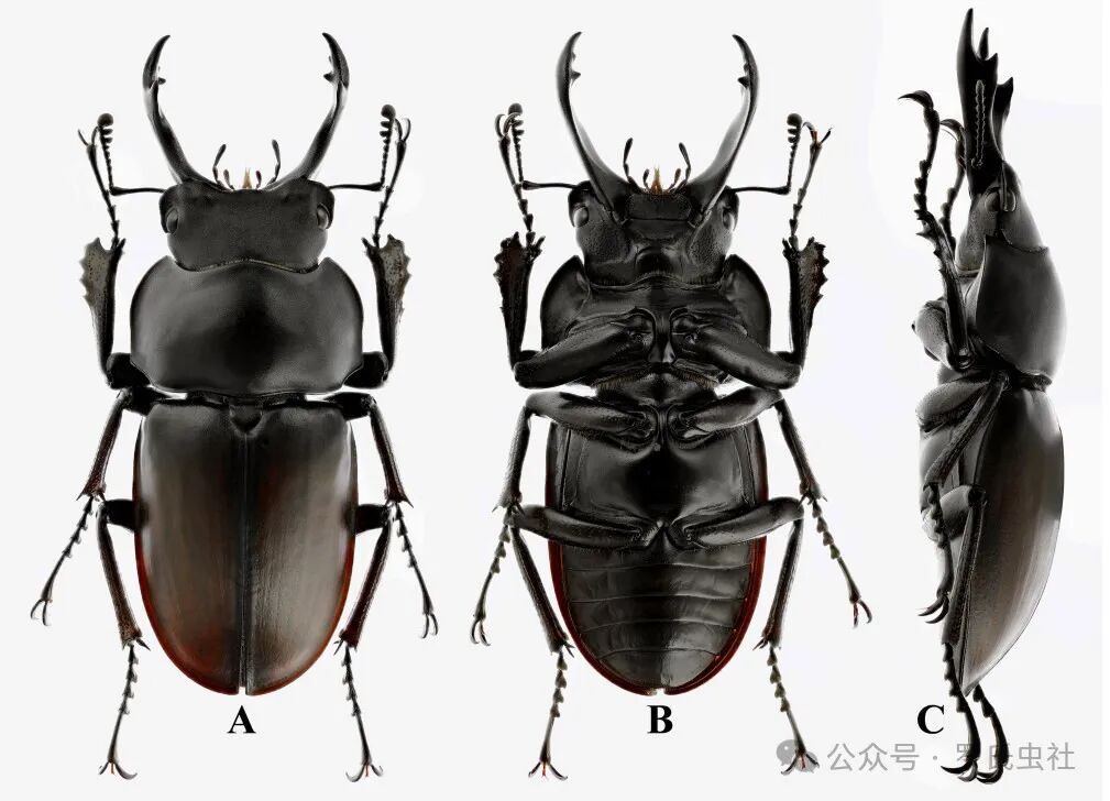 叶茂圆翅锹正模（引用自文献）