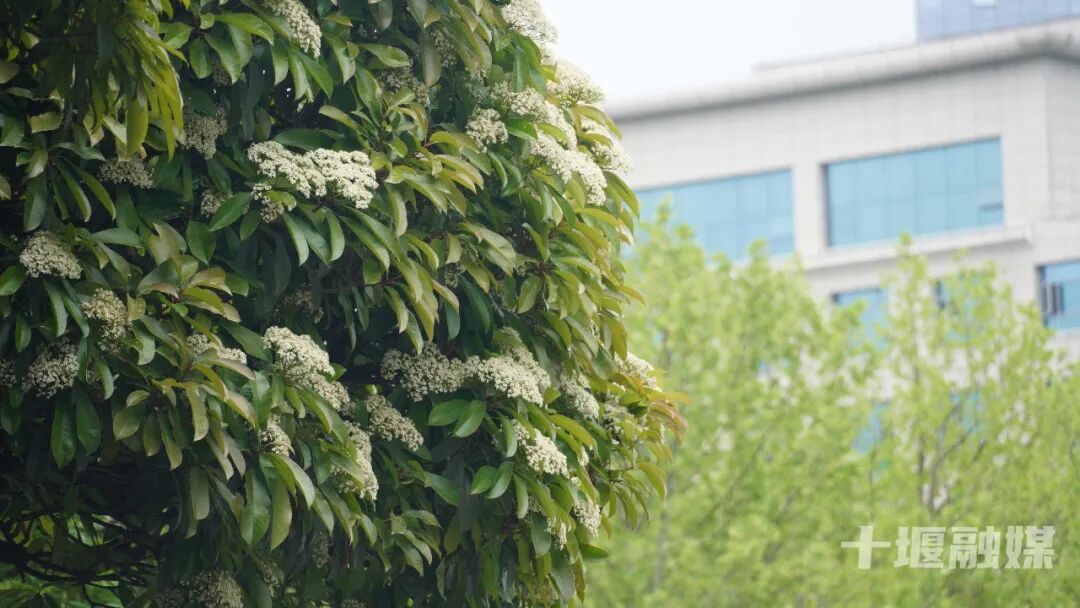 味道上头！十堰街头石楠花“臭名远扬”却藏着大用处