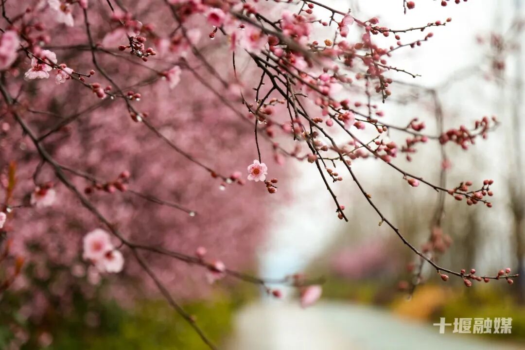 邂逅粉色浪漫，十堰仁威路藏着一城春日绮梦