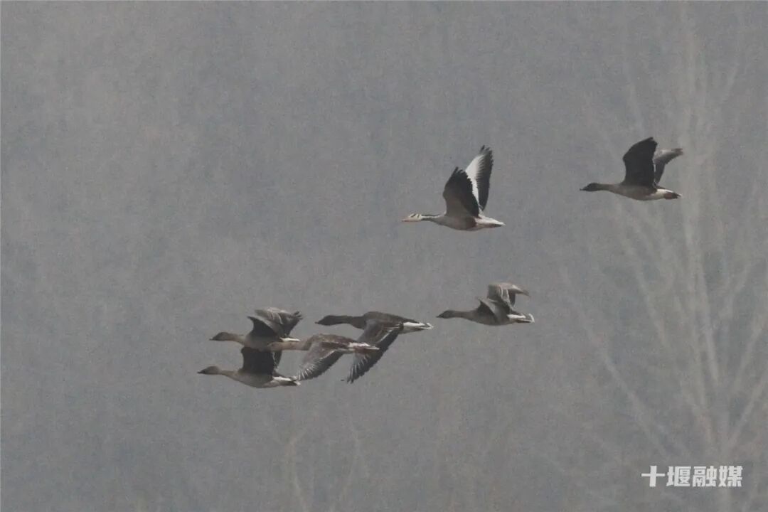 太罕见了！它们在十堰这里大规模聚集