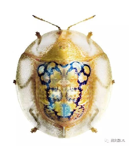 黄金龟甲虫24k黄金_黄金龟甲虫是益虫还是害虫_黄金龟甲虫