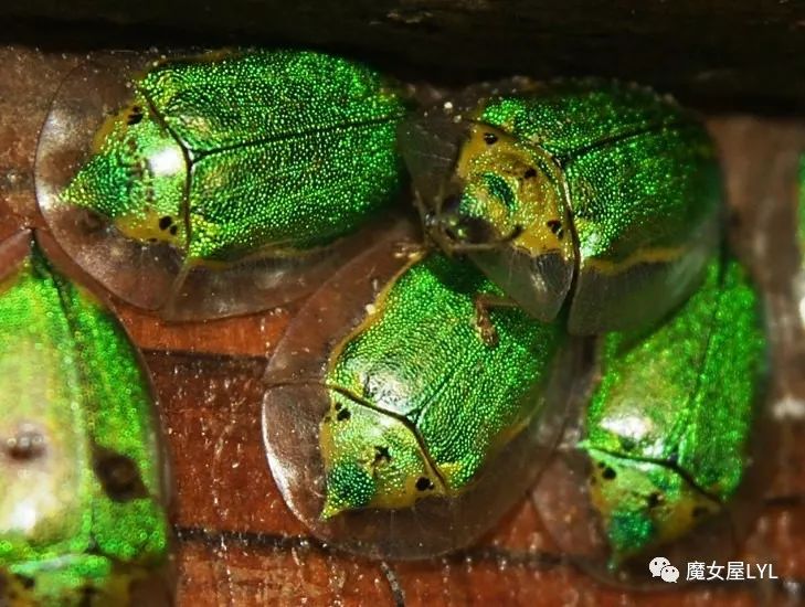 黄金龟甲虫_黄金龟甲虫是益虫还是害虫_黄金龟甲虫24k黄金
