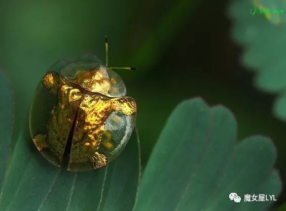 黄金龟甲虫_黄金龟甲虫24k黄金_黄金龟甲虫是益虫还是害虫