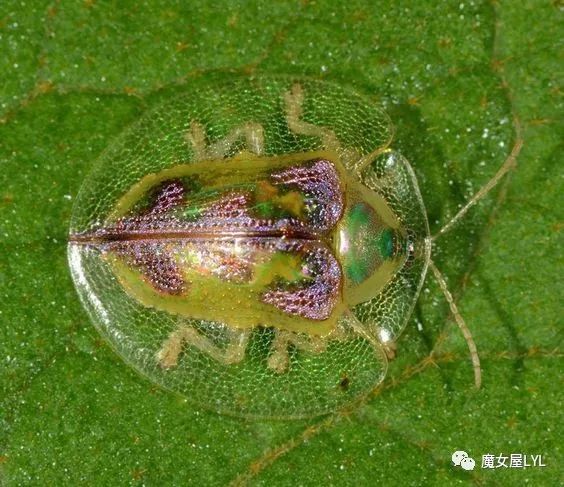 黄金龟甲虫是益虫还是害虫_黄金龟甲虫_黄金龟甲虫24k黄金