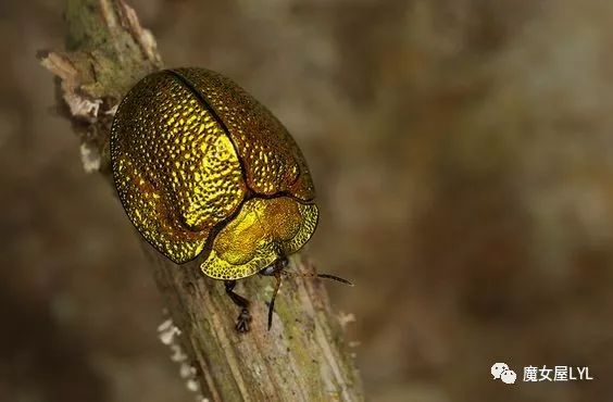 黄金龟甲虫24k黄金_黄金龟甲虫是益虫还是害虫_黄金龟甲虫