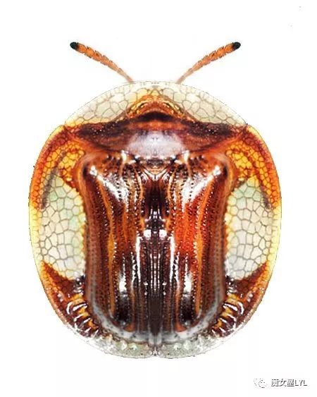 黄金龟甲虫_黄金龟甲虫24k黄金_黄金龟甲虫是益虫还是害虫