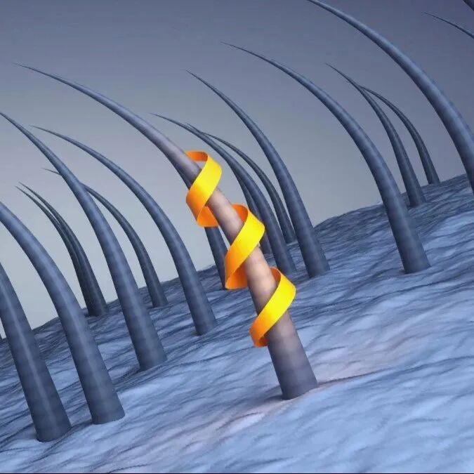 白发从哪来，病就从哪来！不同位置的白发，预示不同的身体状况！