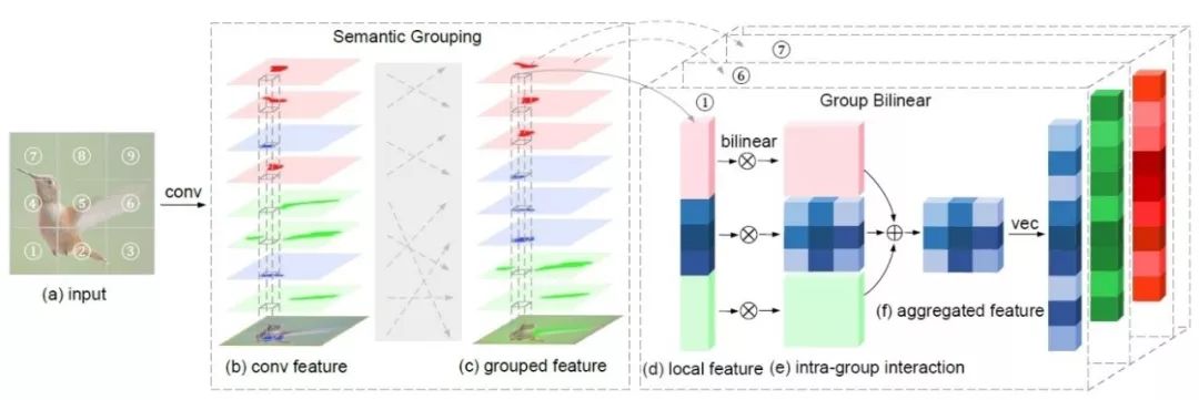 NeurIPS 2019丨是呆頭伯勞鳥還是南灰伯勞鳥？深度雙線性轉換幫AI準確區分