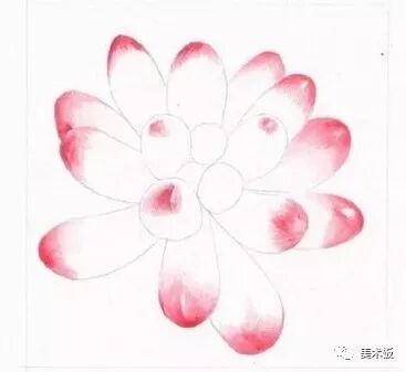  彩铅【多肉植物画法】
