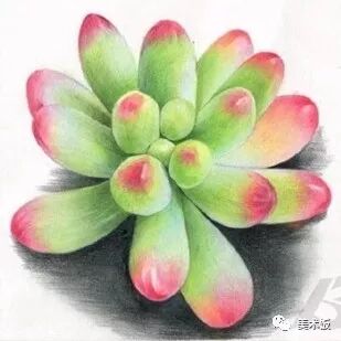  彩铅【多肉植物画法】
