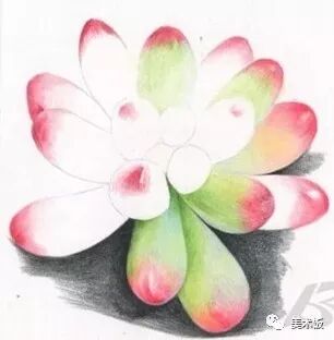  彩铅【多肉植物画法】