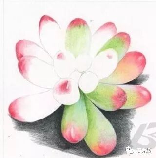  彩铅【多肉植物画法】