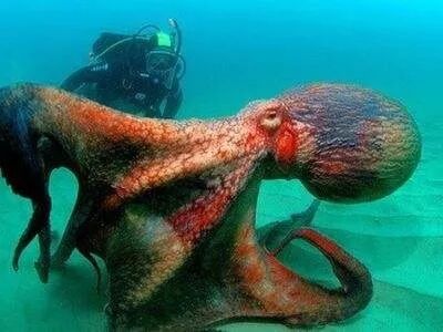 深海巨物:世界上最大巨型乌贼,长18米重900斤