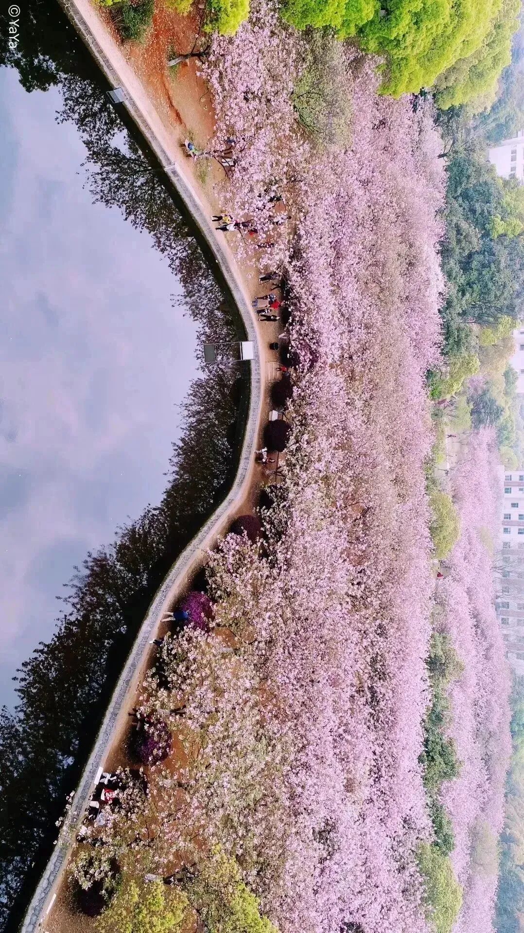 樱开十里湖南科技大学湖南最佳欣赏樱花的大学校园