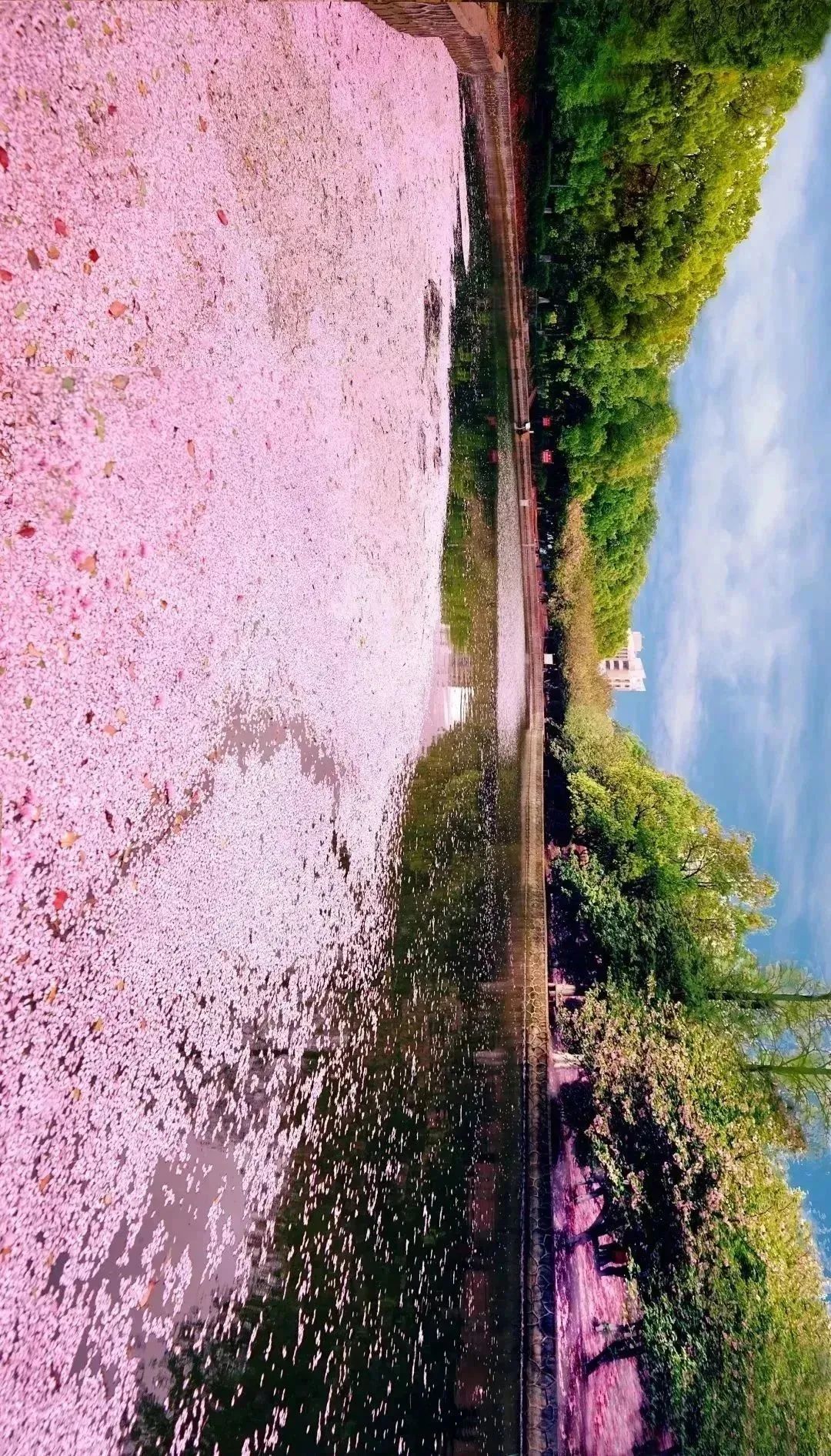 静待花开扎根在科大的沃土里首批108株樱花树苗远道而来绿化科科长