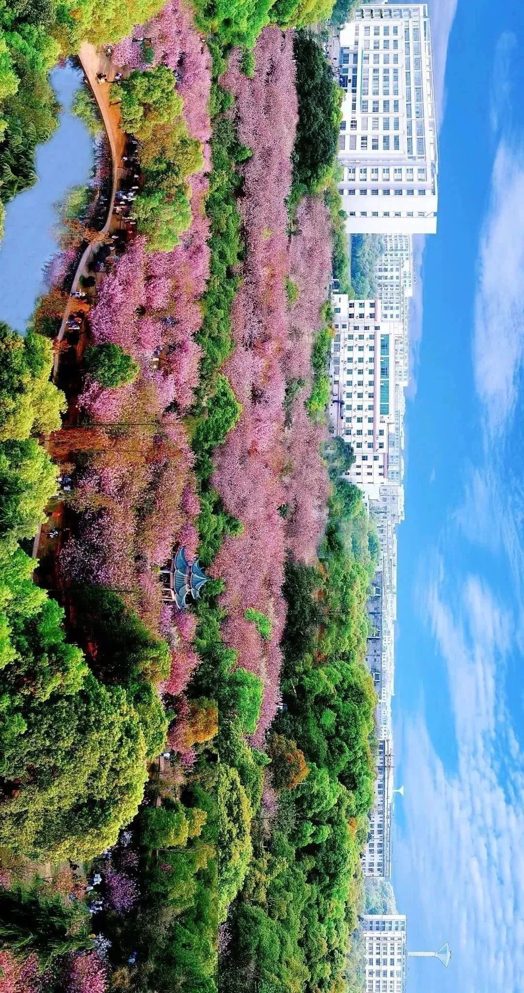 櫻開十里湖南科技大學湖南最佳欣賞櫻花的大學校園