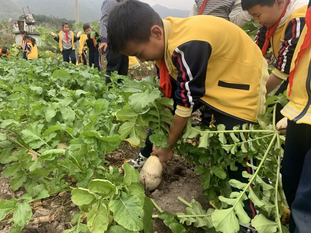 巧手慧心体味雕刻之美亭旁小学萝卜节