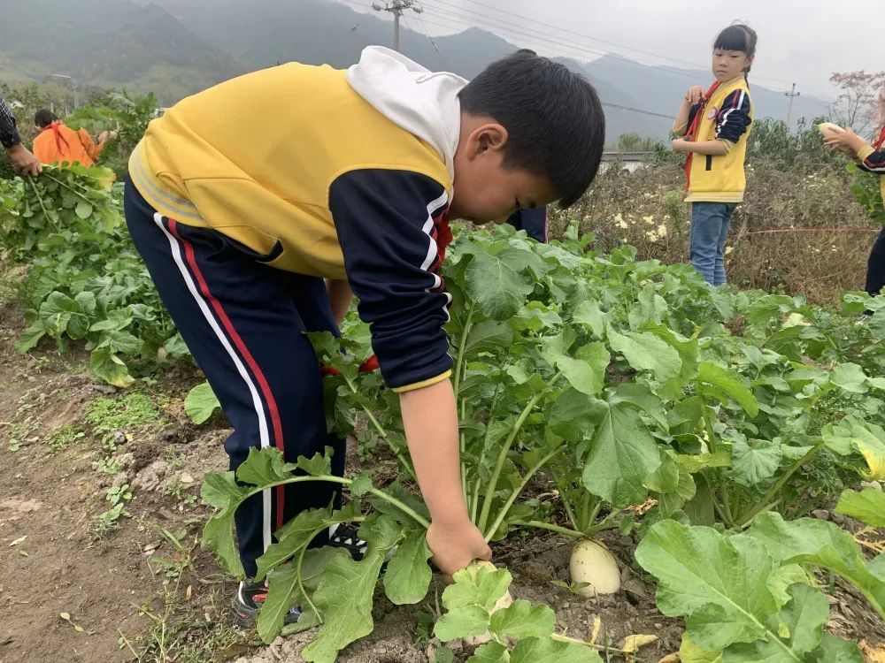 巧手慧心体味雕刻之美亭旁小学萝卜节