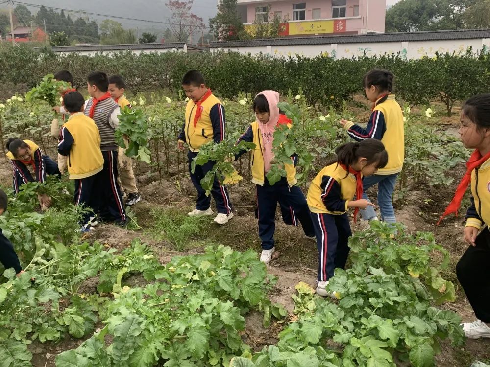 巧手慧心体味雕刻之美亭旁小学萝卜节