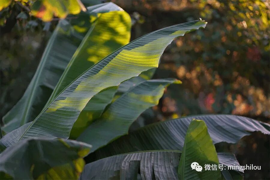 风吹一片叶 万物已惊秋 立秋 名师楼 二十次幂