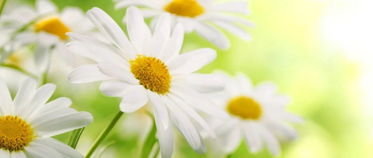 《诗经》：芬芳随风，柔情正浓，我终于在这时光中与你重逢