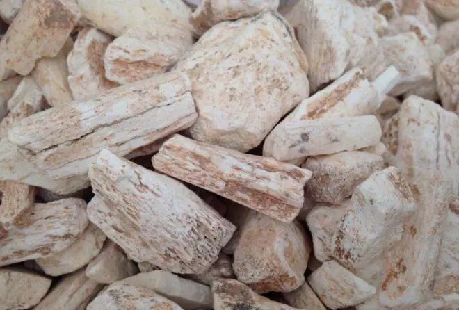 【培培学医记】(154)挖中药龙骨能淘到宝?