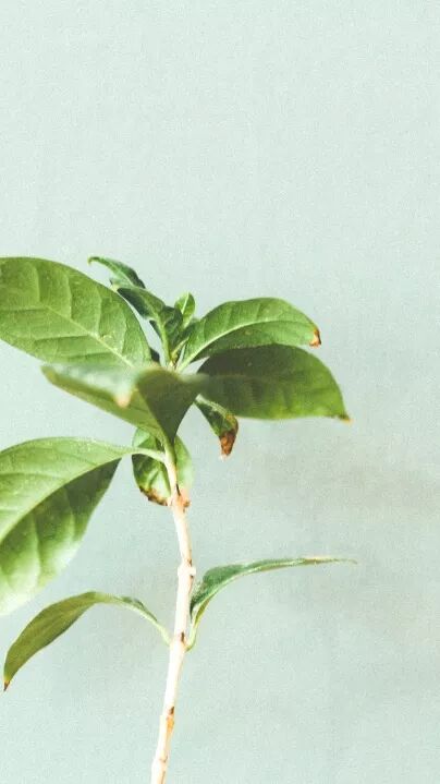 【广西楚学研学】发现森林·发现弄岗——共享自然研学营 研学活动 2