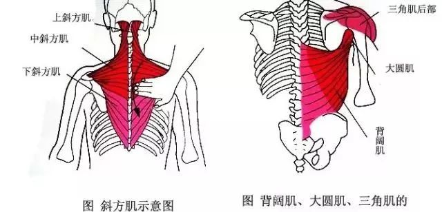 外展枕怎么使用干货 ｜ 针刀治疗要点规程定点定位_https://www.jmylbn.com_新闻资讯_第26张