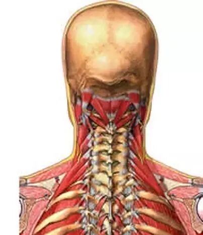 外展枕怎么使用干货 ｜ 针刀治疗要点规程定点定位_https://www.jmylbn.com_新闻资讯_第11张