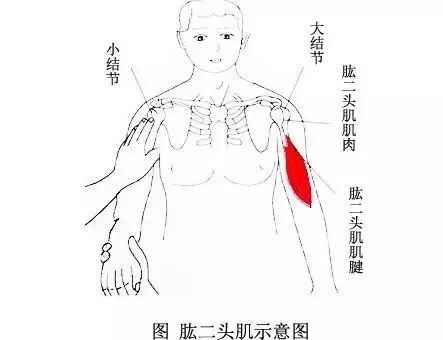 外展枕怎么使用干货 ｜ 针刀治疗要点规程定点定位_https://www.jmylbn.com_新闻资讯_第18张